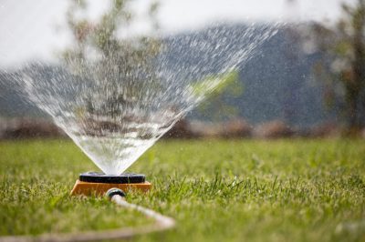 Een apenboom op de juiste manier verplanten of verpotten