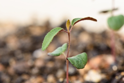 Alles op het juiste moment - cyclamen bemesten