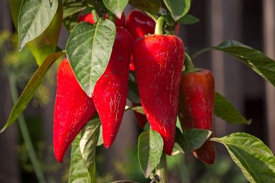 Een oude appelboom goed snoeien