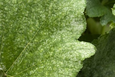 Een amaryllisbol op de juiste manier planten - dit is waar u op moet letten