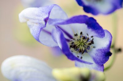 Een ridderster op een voorbeeldige manier planten - zo werkt het als een uurwerk