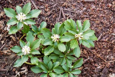 Slechts enkele soorten anemonen zijn winterhard