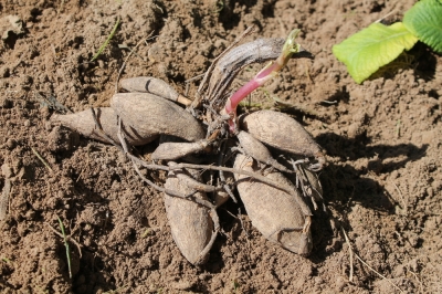 Hoe wordt de anthurium (flamingobloem) goed bemest?
