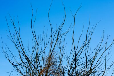 Uitlopers krijgen van een appelboom