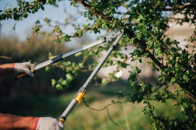 Zorg goed voor de appelboom op oudere leeftijd