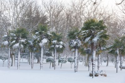 De appelboom en zijn belangrijkste eigenschappen