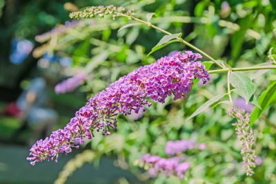 Als de appelboom niet bloeit in de tuin