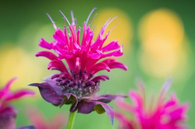 Een appelboom uit de tuin halen