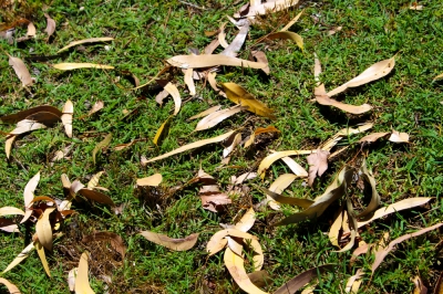 Kweek een appelboom in een pot