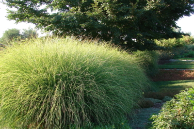 Hoe appelrozen en trucs te planten