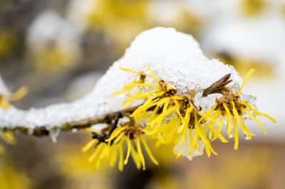 Arnica kweken in je eigen tuin