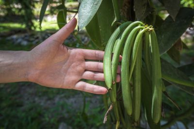 Hoe aronia op de juiste manier te drogen