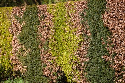 Wanneer en hoe?, Asters snijden - waarom