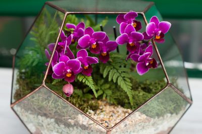 Hoe zorg je voor astilbe - de beste tips en trucs