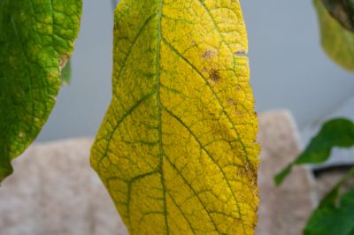 Is astilbe geschikt voor een haagbeplanting?