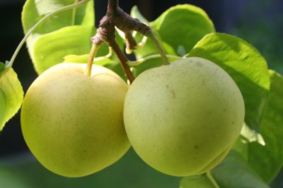 Giftig voor honden, Avocado - gezond voor mensen