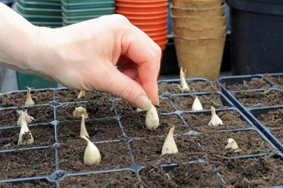 Een avocado op de juiste manier planten