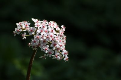 Verspreid daslook zelf in de tuin