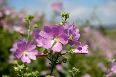 Hoe zorg je voor ballonbloemen - De beste tips en trucs