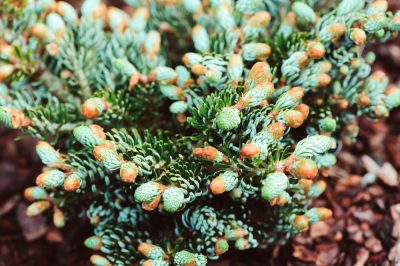 Hoe ballonbloemen te planten - de beste trucs en tips