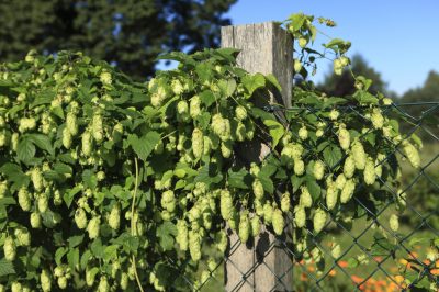 Ervaar de pracht van de bananenboom in Duitsland