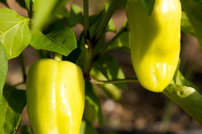 Focus op tropisch fruit: bananen rijpen na de oogst