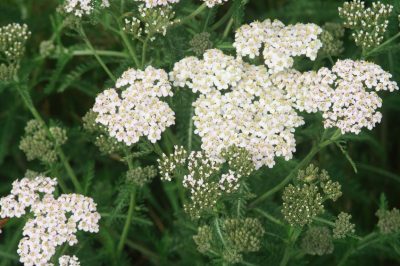 Hoe u met expertise basilicum op het balkon plant