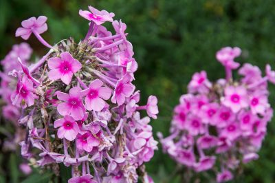 Verspreid basilicum met succes door te zaaien en te stekken