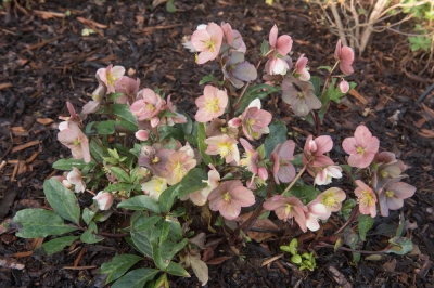 Een heel bijzonder bloeiend sieraad: witte boerenhortensia's