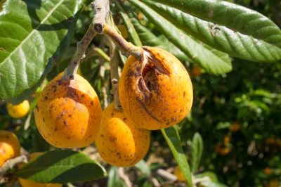 Het snoeien van de appelboom