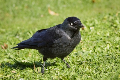 Berken uit jonge boompjes trekken - heel eenvoudig