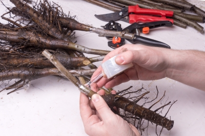 Hoe groot zijn perenbomen in de tuin?