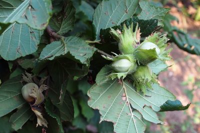 Zo plant u de blauwe spar voorbeeldig qua standplaats en planttijd