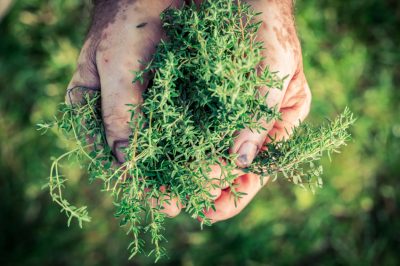 Jonge bloedpruimen overplanten: zo eenvoudig is het