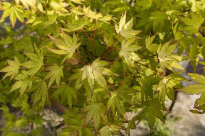 Excursietip: de Augsburgse Botanische Tuin