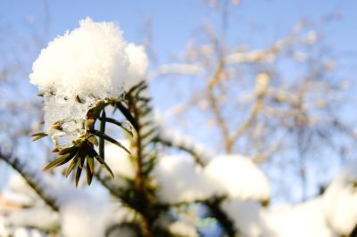 Een kleine handleiding voor het op de juiste manier planten van beukenhagen