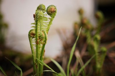 Franse bonen in de tuin - het is de moeite waard om te groeien