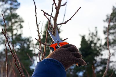 Je calamondin draagt ​​eetbare vruchten voor consumptie