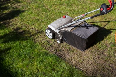 Hoe gele bladeren op chili correct te interpreteren en behandelen