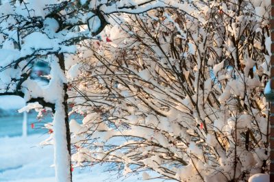 Een kerstroos planten voor een goede aanplant