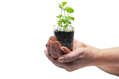 Hoe giftig is de populaire chrysant?