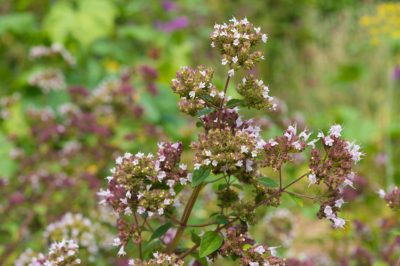 Hoe clematis te bemesten met gevoel voor verhoudingen