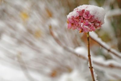Is de Clivia giftig?