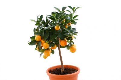Hoe behandel ik mijn Clivia na de bloei?