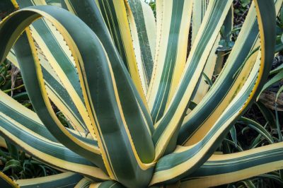 Hoe de sieradenmand correct te planten - de beste tips en trucs