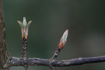 Hoe u op de juiste manier voor croton zorgt