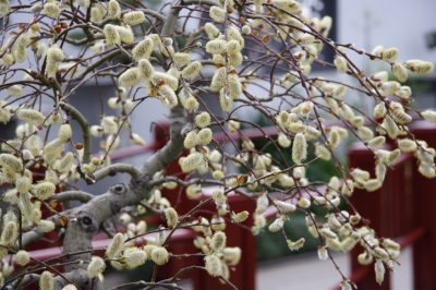 Mooie Dendrobium-soorten - een uitstapje met verzorgingstips