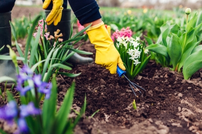 De dillebloem - uiterlijk en gebruik