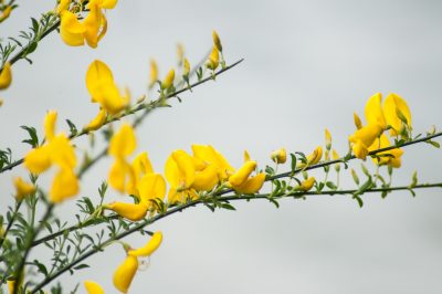 Hoe duur is een Dipladenia?