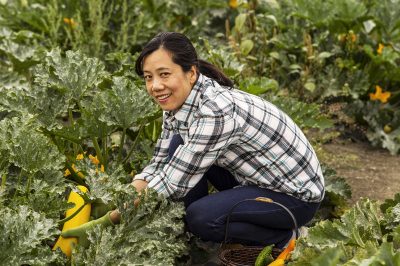 Kan ik de Dipladenia als kamerplant houden?